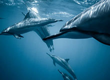 半岛体育官网-杨瀚森9中9空砍20+9+5表现亮眼 撕裂之城混音惜败